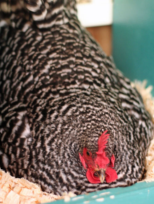 What Does Broody Chicken Mean