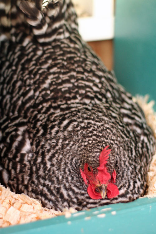 What Does Broody Chicken Mean