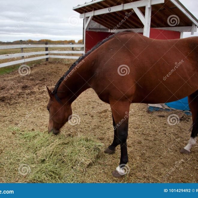 What Does It Mean When A Horse Stares At You