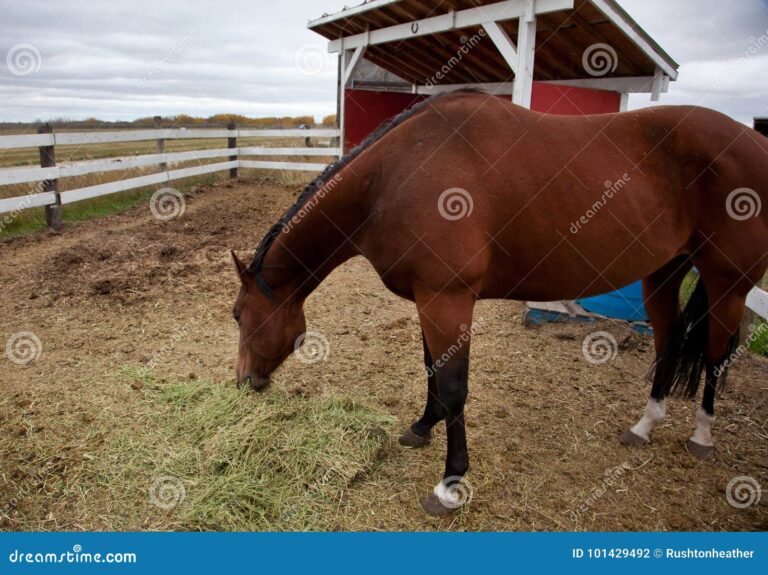 What Does It Mean When A Horse Stares At You