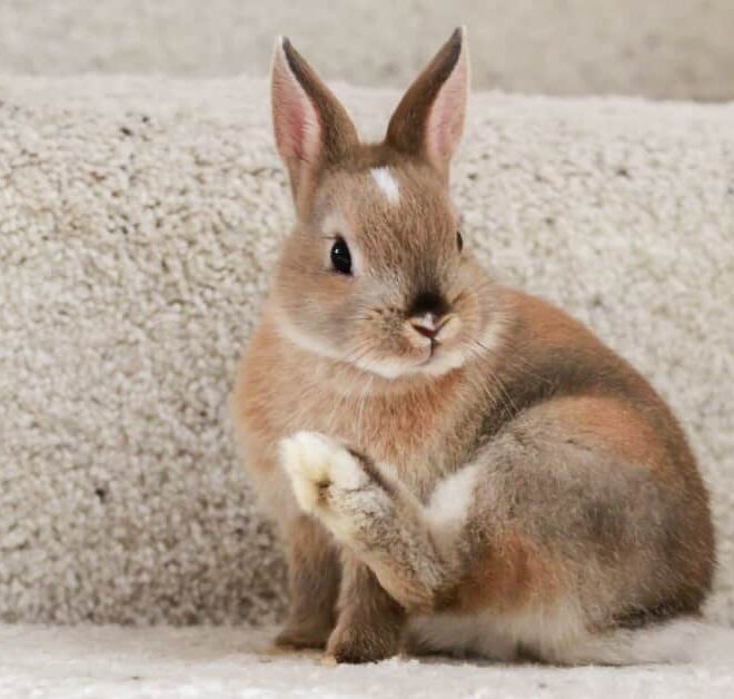 What Does It Mean When A Bunny Thumps