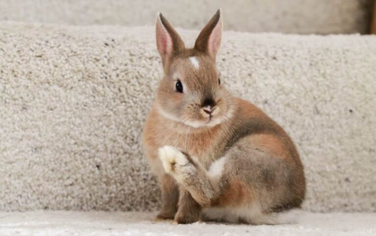 What Does It Mean When A Bunny Thumps