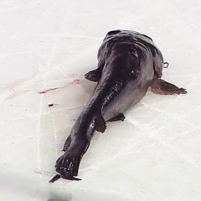 What Does Throwing A Catfish On The Ice Mean
