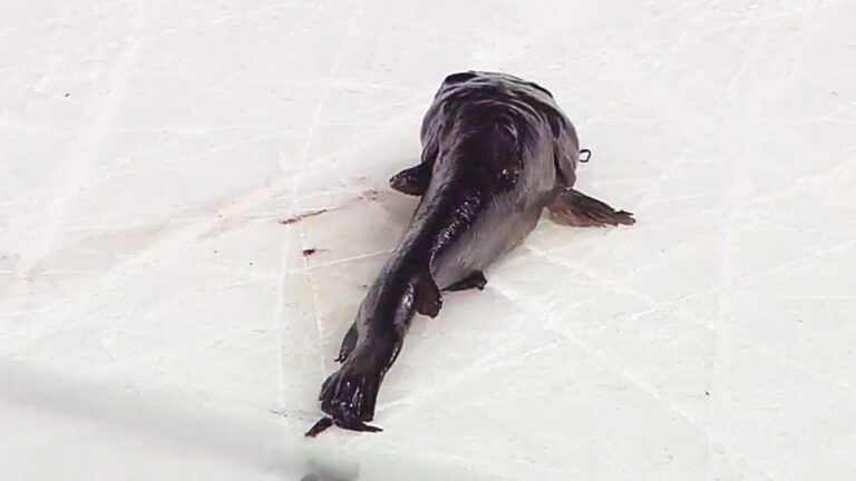 What Does Throwing A Catfish On The Ice Mean