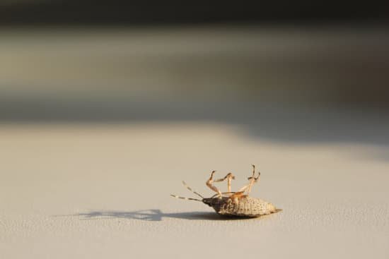 What Does A White Cockroach Mean