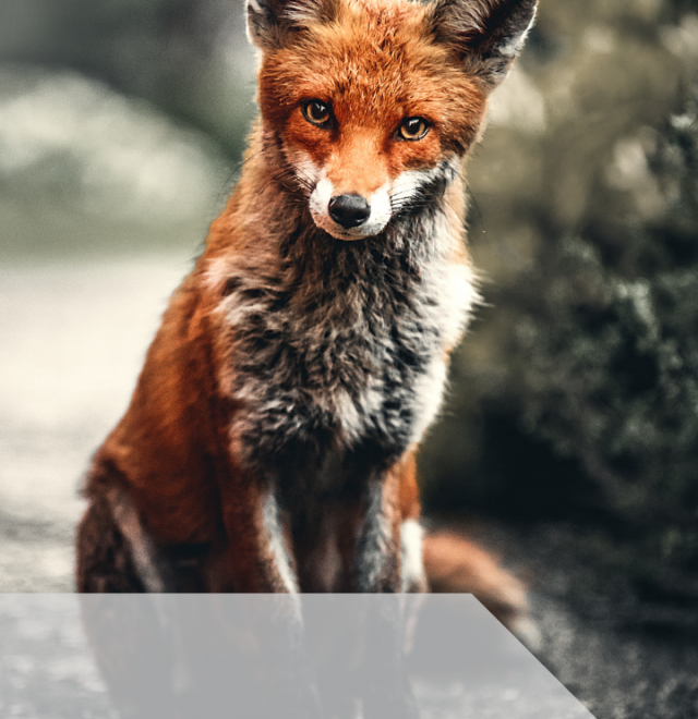 What Does It Mean To Dream About A Fox