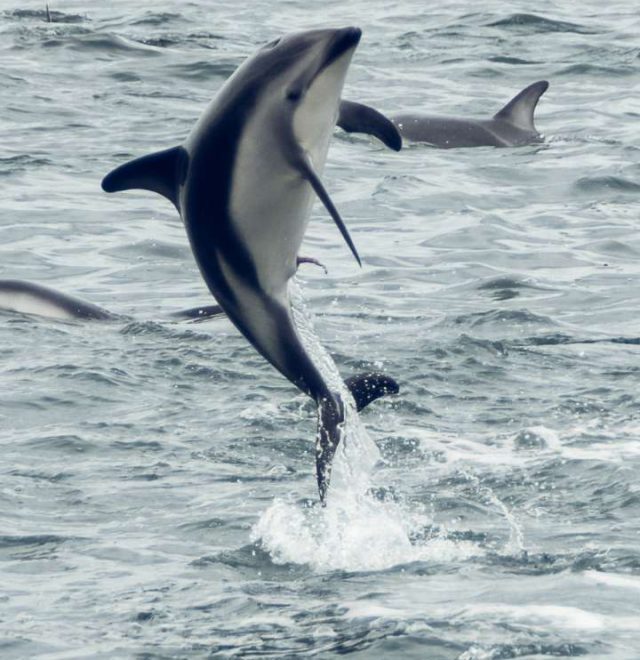 What Does It Mean When You Dream About Dolphins