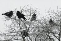 What Do 5 Crows Mean