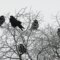 What Do 5 Crows Mean