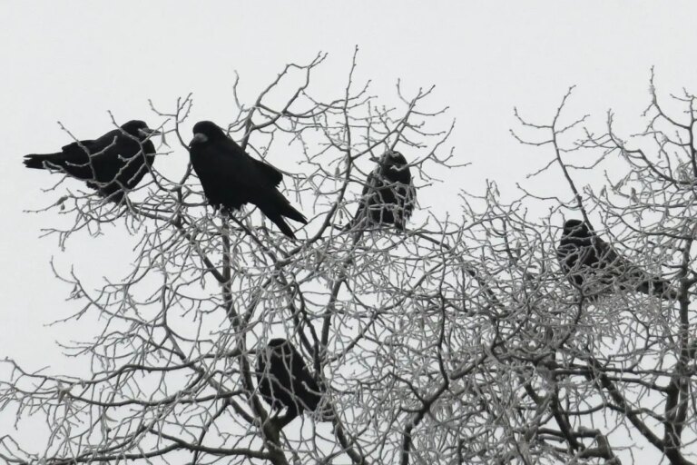 What Do 5 Crows Mean