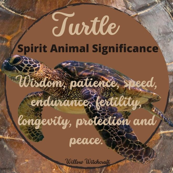 What Does A Turtle Mean Spiritually