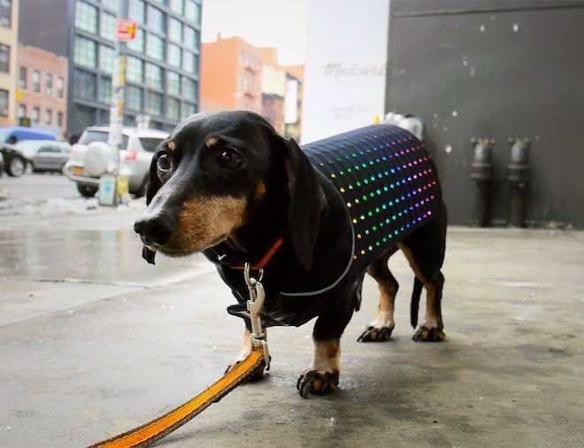 What Does A Blue Vest On A Dog Mean