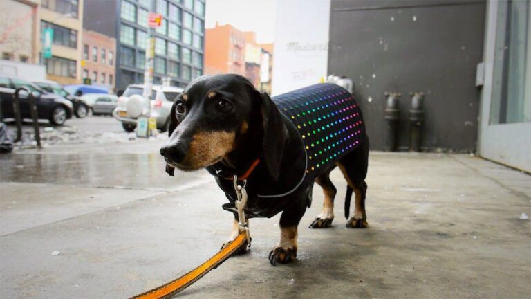 What Does A Blue Vest On A Dog Mean