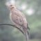 What Does It Mean When You See A Mourning Dove