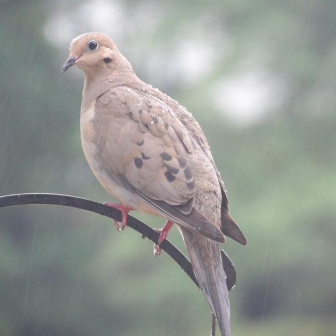 What Does It Mean When You See A Mourning Dove