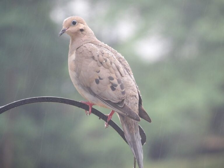 What Does It Mean When You See A Mourning Dove