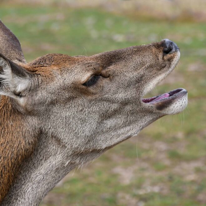What Does It Mean When A Deer Snorts