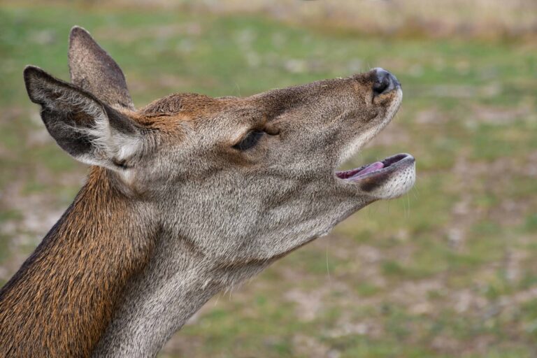 What Does It Mean When A Deer Snorts