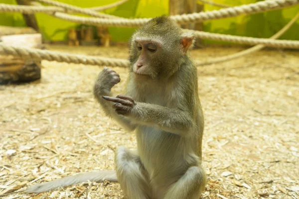 What Does Monkey Finger Mean In Come Together