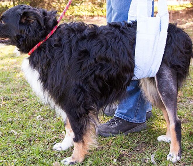 What Does Lame Mean In Dogs