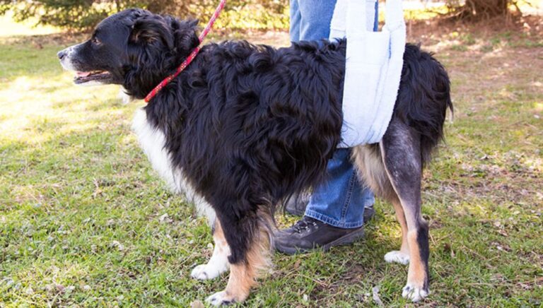 What Does Lame Mean In Dogs