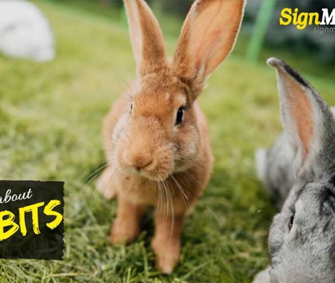 What Does It Mean To Dream Of A Rabbit