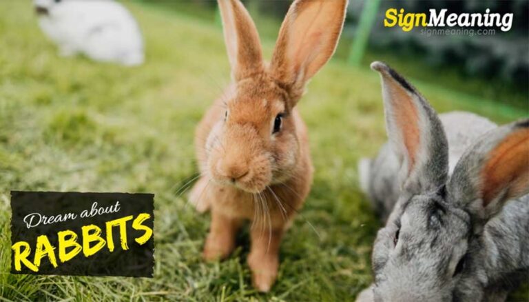 What Does It Mean To Dream Of A Rabbit