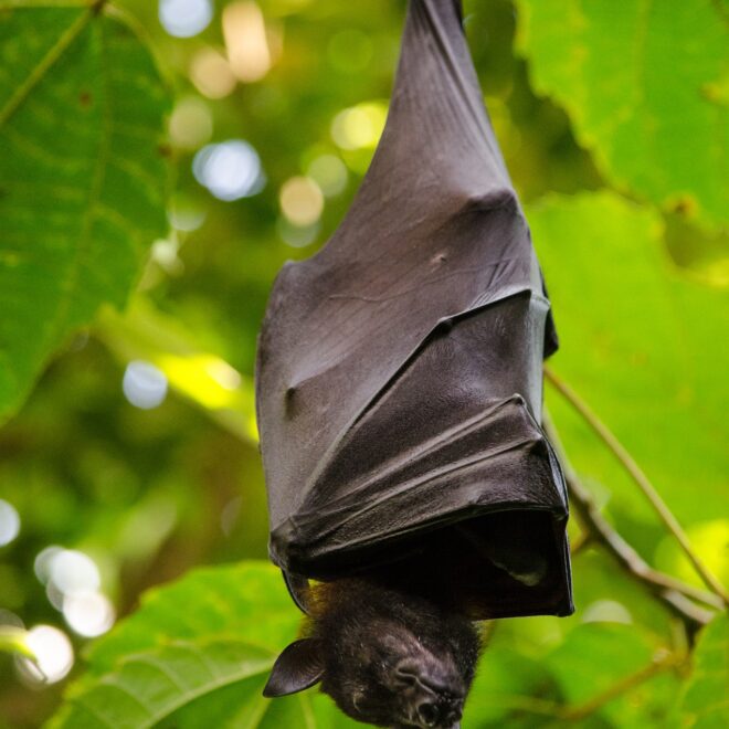 What Does It Mean To Dream Of A Bat