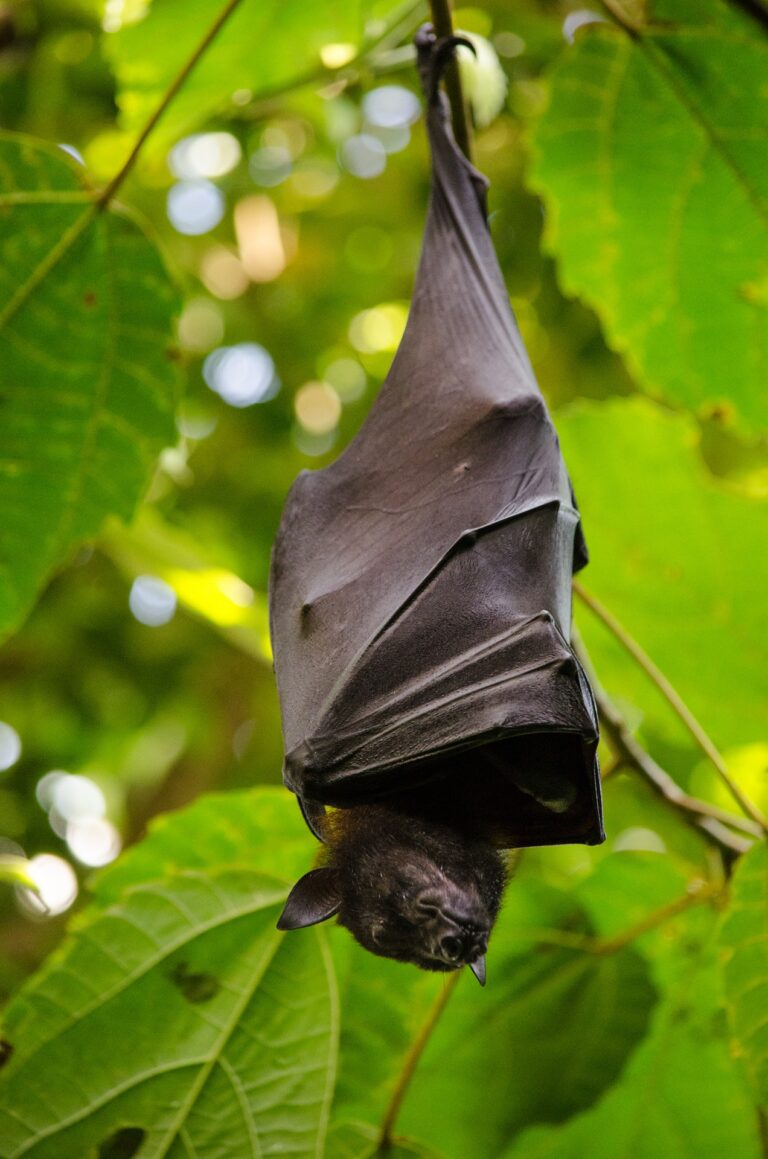 What Does It Mean To Dream Of A Bat