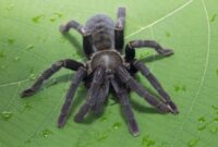 What Does A Black Spider Mean In A Dream