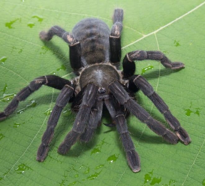 What Does A Black Spider Mean In A Dream