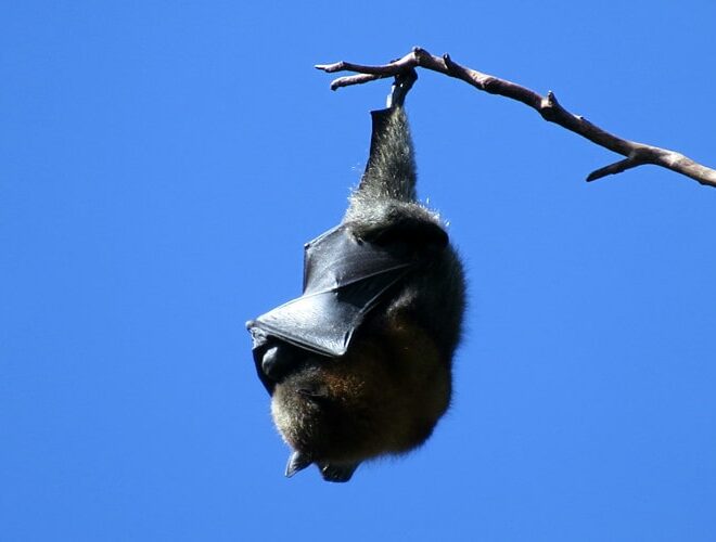 What Does Dreaming Of Bats Mean