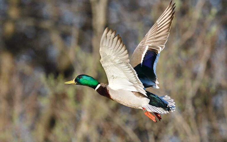 What Does A Banded Duck Mean