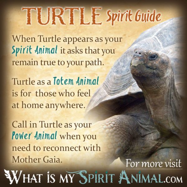 What Does It Mean To See A Turtle