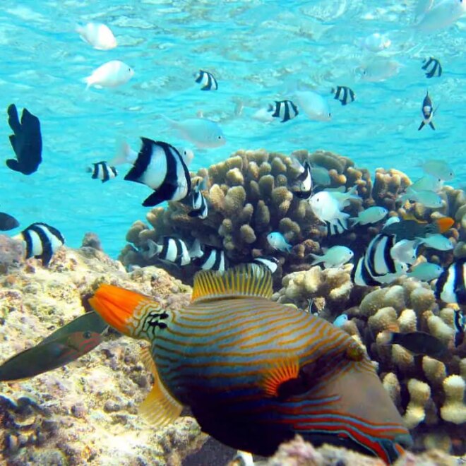 What Does A Yellow Wristband Mean