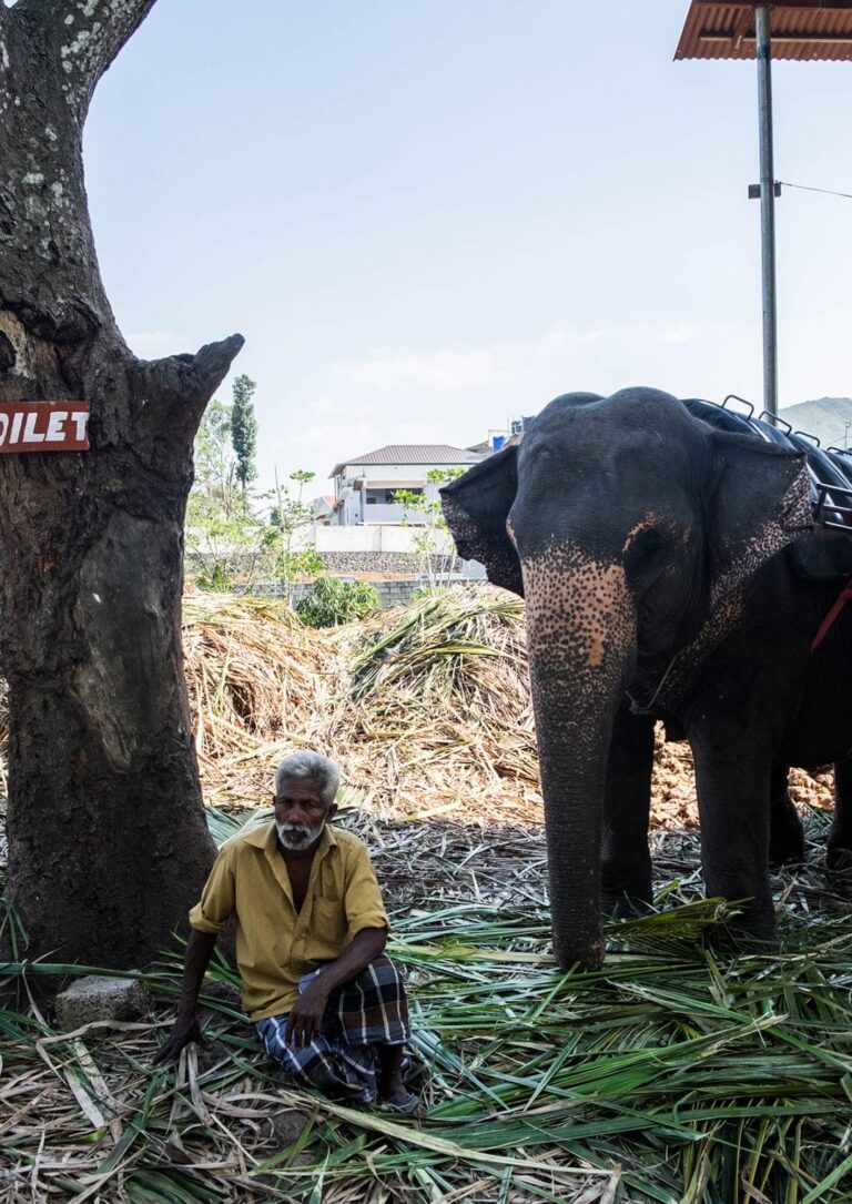 What Do Elephants Mean In India