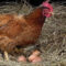 What Does It Mean When A Hen Is Egg Bound