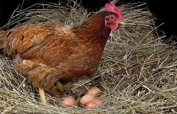What Does It Mean When A Hen Is Egg Bound