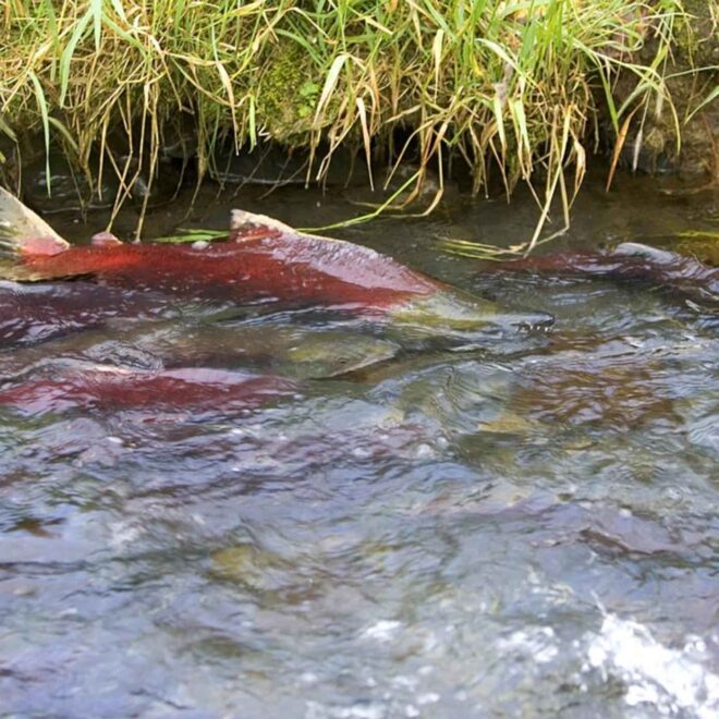 What Does Fish Spawn Mean