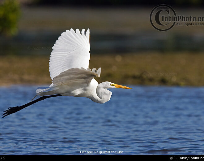 What Does It Mean When An Egret Visits You