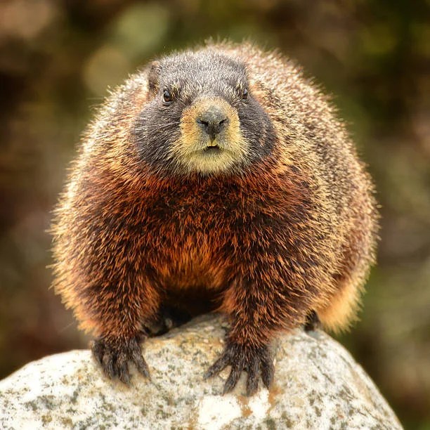 What Does Seeing A Groundhog Mean