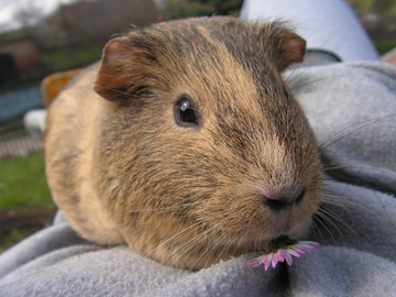What Does It Mean When Guinea Pigs Vibrate