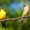 What Does It Mean When You See An American Goldfinch