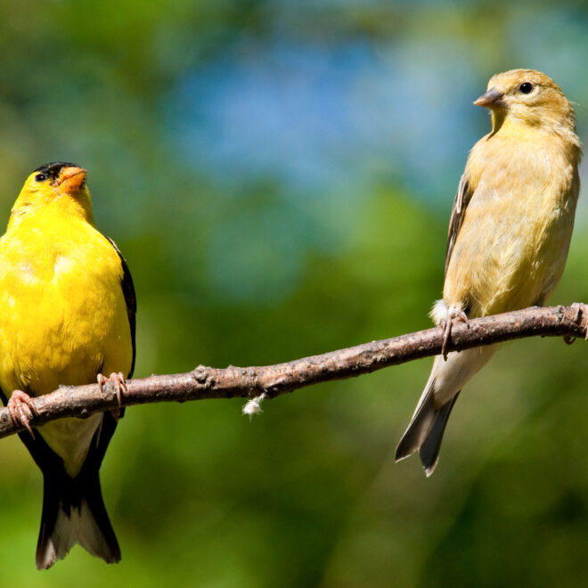 What Does It Mean When You See An American Goldfinch