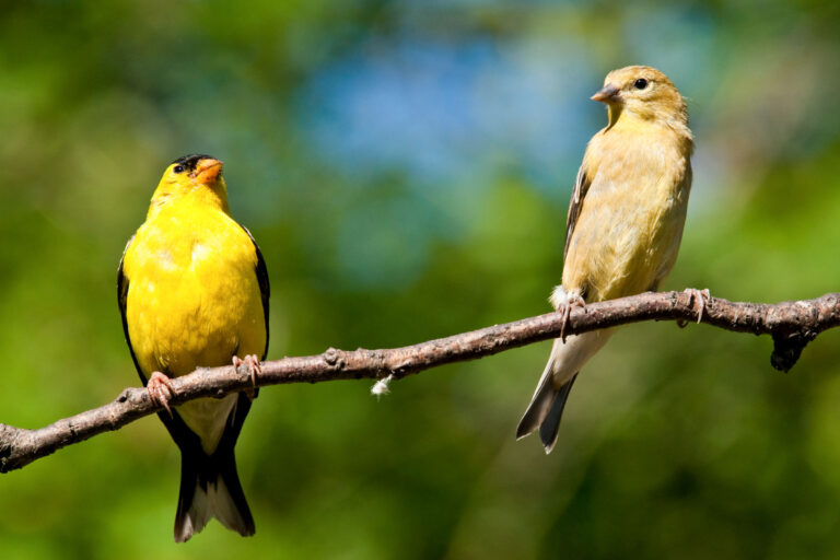 What Does It Mean When You See An American Goldfinch