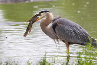 What Does Pulling A Heron Mean