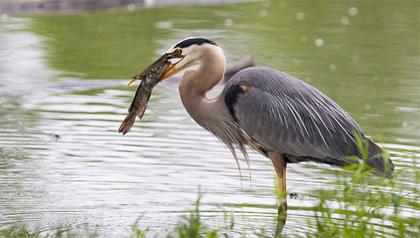 What Does Pulling A Heron Mean