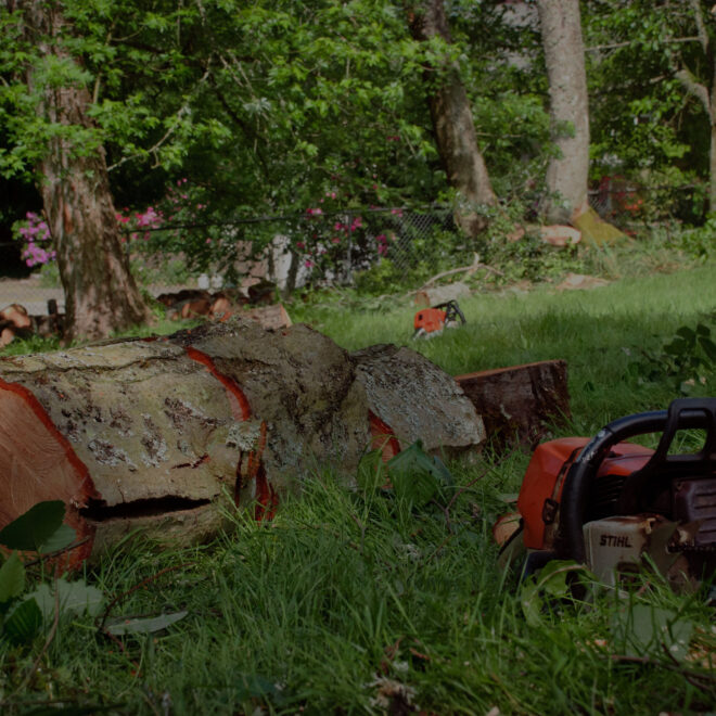 What Does A Blue Ribbon On A Tree Mean