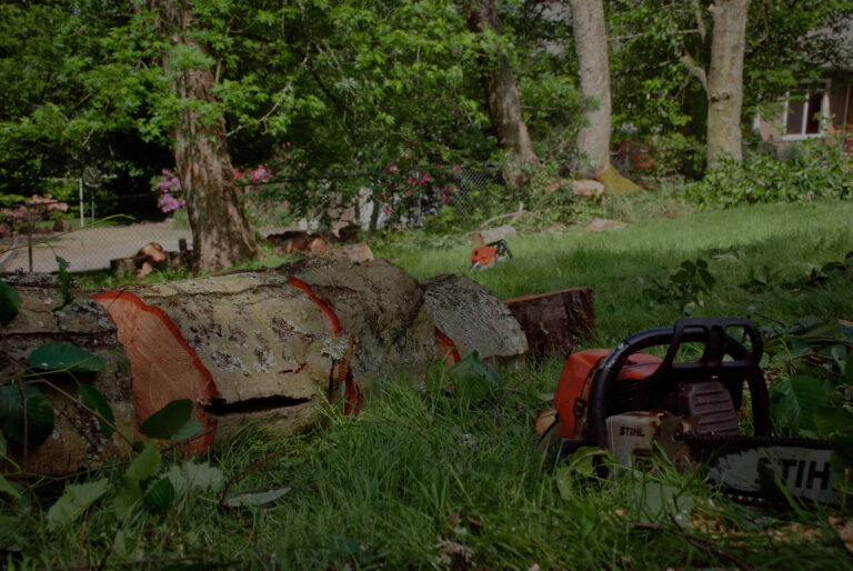 What Does A Blue Ribbon On A Tree Mean