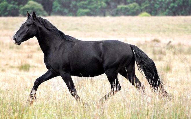 What Does Scratched Mean In Horse Racing